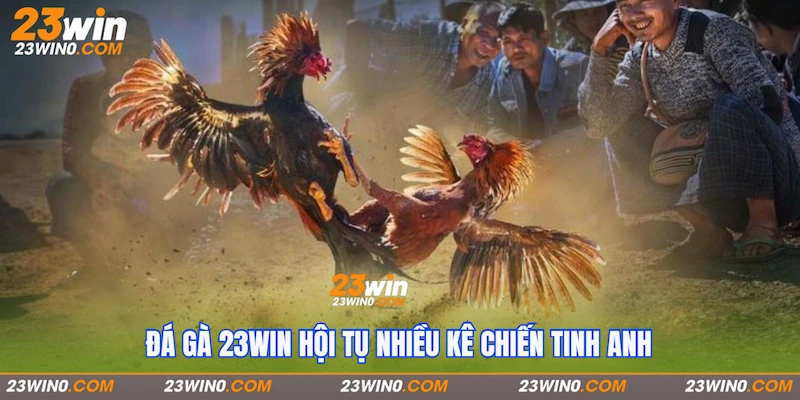 Đá gà 23Win hội tụ nhiều kê chiến tinh anh